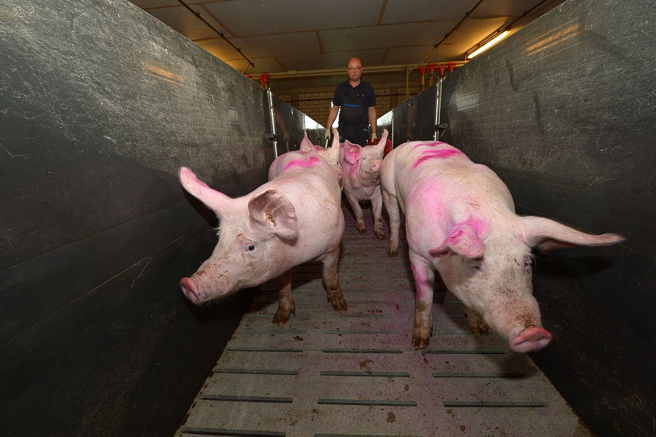 Mastschweine werden durch einen Stallgang getrieben. Klick führt zu Großansicht im neuen Fenster.