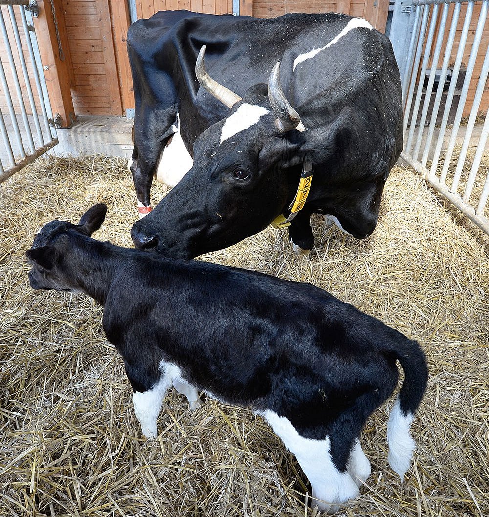 Ein Kuh mit Kalb zusammen in einer Abkalbebox. Klick führt zu Großansicht im neuen Fenster. 