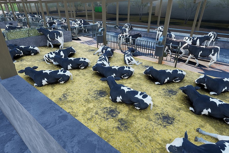 Die 3D Zeichnung zeigt einen eingestreuten bereich mit liegenden Rindern. Dieser ist von einem Gang getrennt. Zwei Durchgänge führen zum Liegebereich.