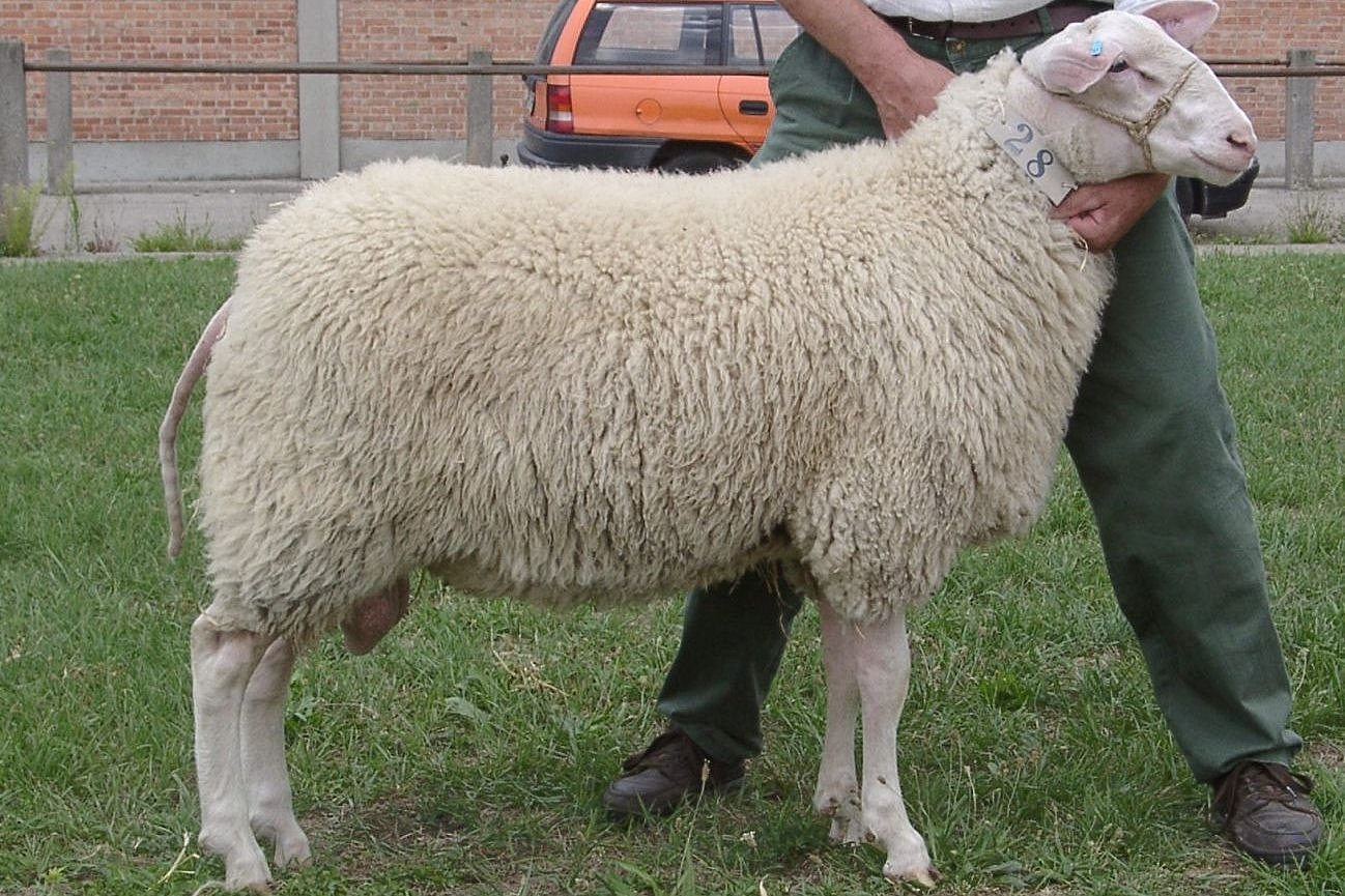 Schaf der Rasse Ostfriesisches Milchschaf. Klick führt zu Großansicht im neuen Fenster.