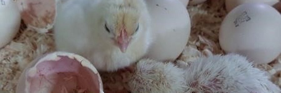 Zwei Hühnerküken sitzen zwischen Eiern und Eierschalen.