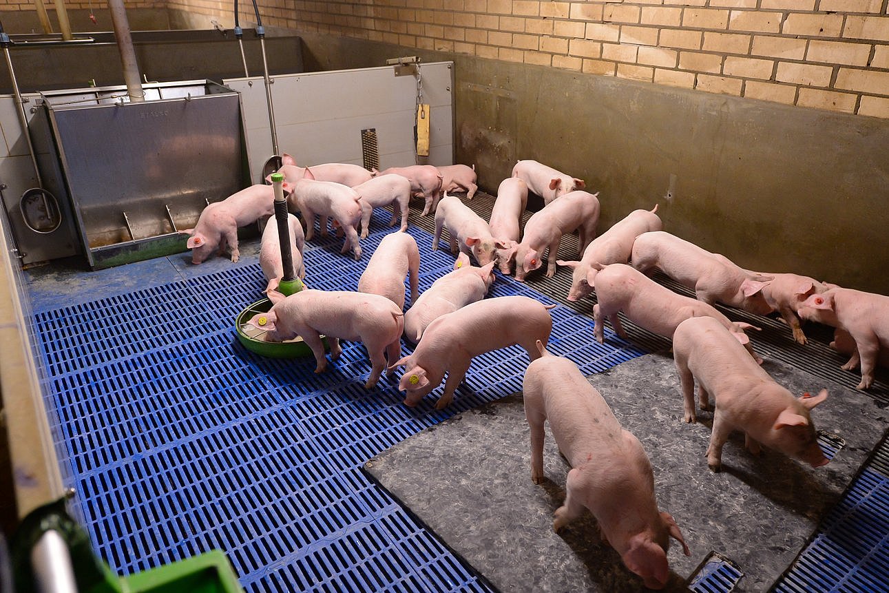 Abgesetzte Ferkel erkundet eine Bucht im Aufzuchtstall. Klick führt zu Großansicht im neuen Fenster.