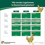 BZL-Infografik: Wie werden Legehennen gehalten?