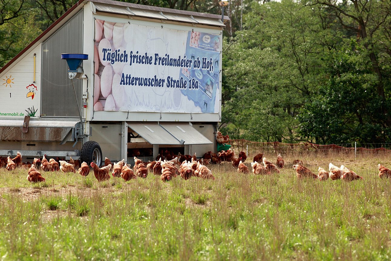 Hühner picken vor einem Mobilstall im Gras. Klick führt zu Großansicht im neuen Fenster.