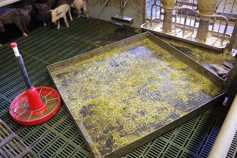 Ein flacher Kasten mit Stroh steht in einem Schweinestall. Klick führt zu Großansicht in neuem Fenster.
