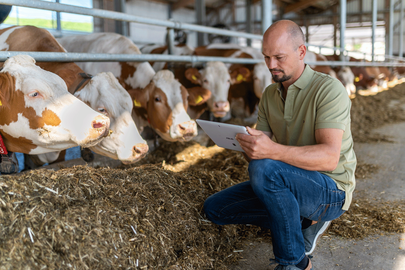 Ein Landwirt hockt am Futtertisch seiner Kühe und blickt auf ein Tablet. Klick führt zu Großansicht im neuen Fenster. 