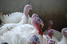 Bekanntmachung Mastgeflügel