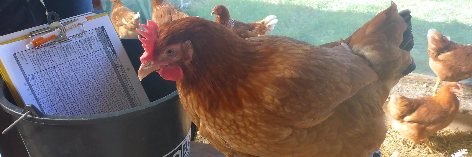 Ein Huhn steht neben einem Eimer, in dem ein Klemmbrett mit Tabellenblatt liegt. Klick führt zu Großansicht in neuem Fenster. 