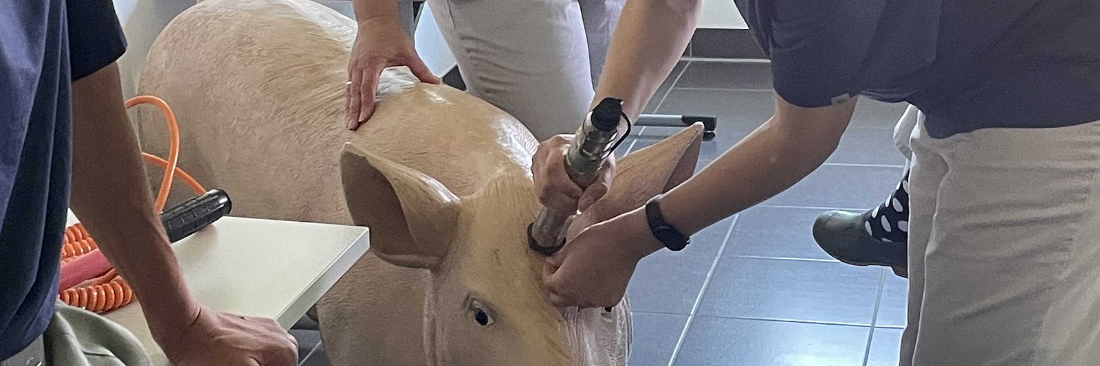 Menschen stehen um ein Schweine-Modell herum. Eine Person hält ein Bolzenschussgerät an die Stirn des Schwein-Modelles.