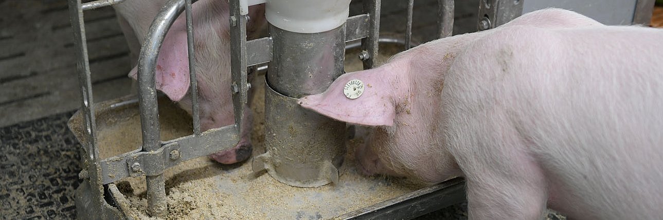 Zwei Schweine stehen an einem Futtertrog im Stall und fressen.