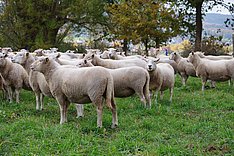 Eine Herde Schafe in Seitenansicht