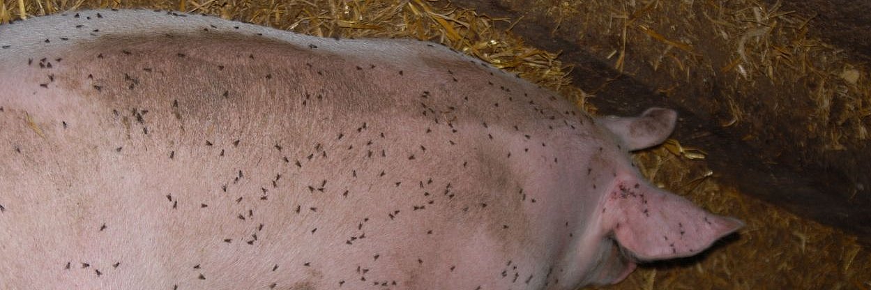 Fliegen sitzen auf einem Schwein. Klick führt zur Großansicht im neuen Fenster.