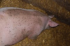Fliegenbekämpfung im Schweinestall