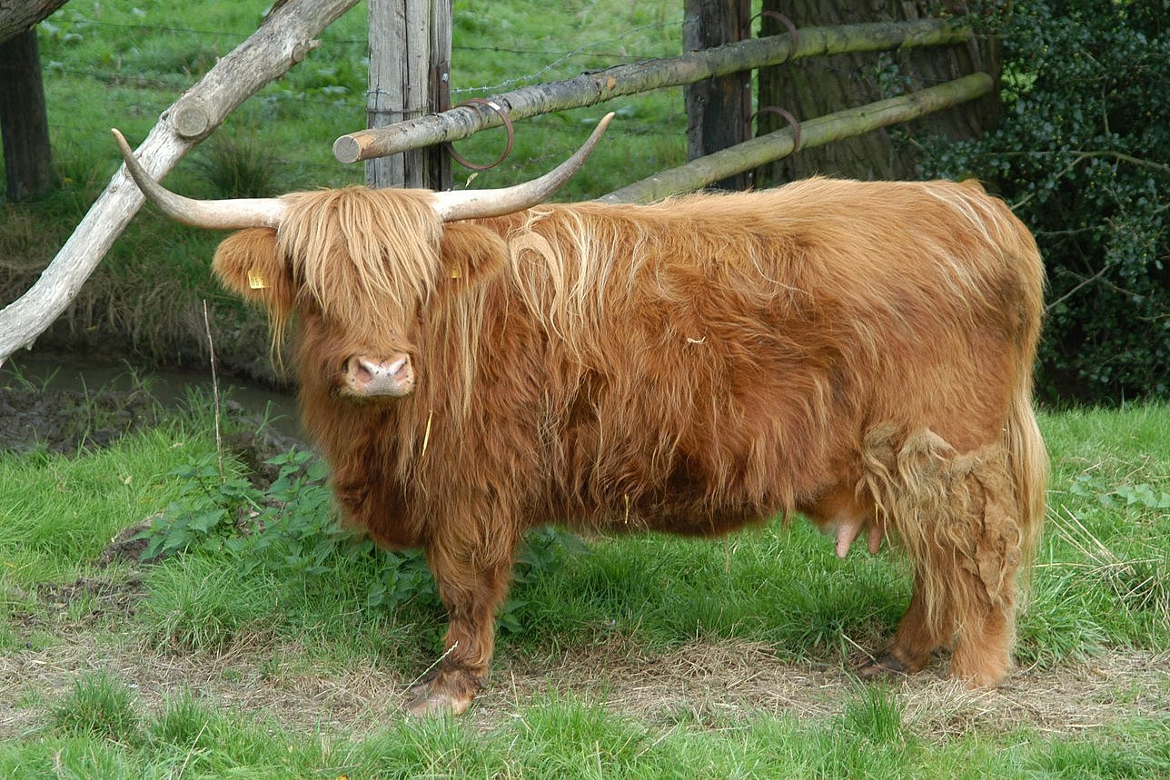 Highlandkuh mit Hörnern auf einer Weide. Klick führt zu Großansicht im neuen Fenster.