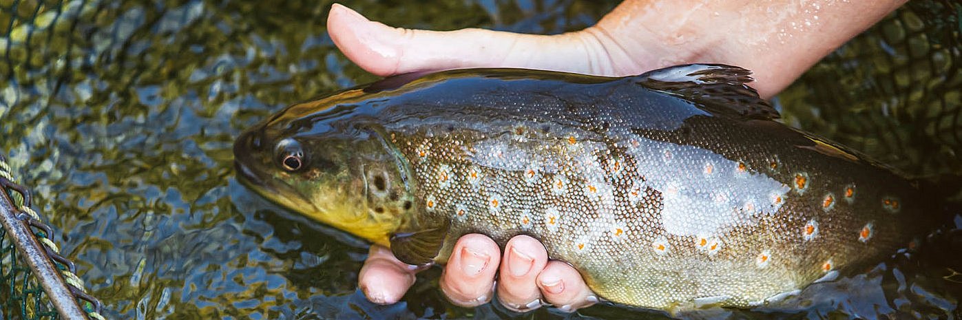 Das Bild zeigt eine Hand, die kurz über einer Wasseroberfläche einen Fisch hält.