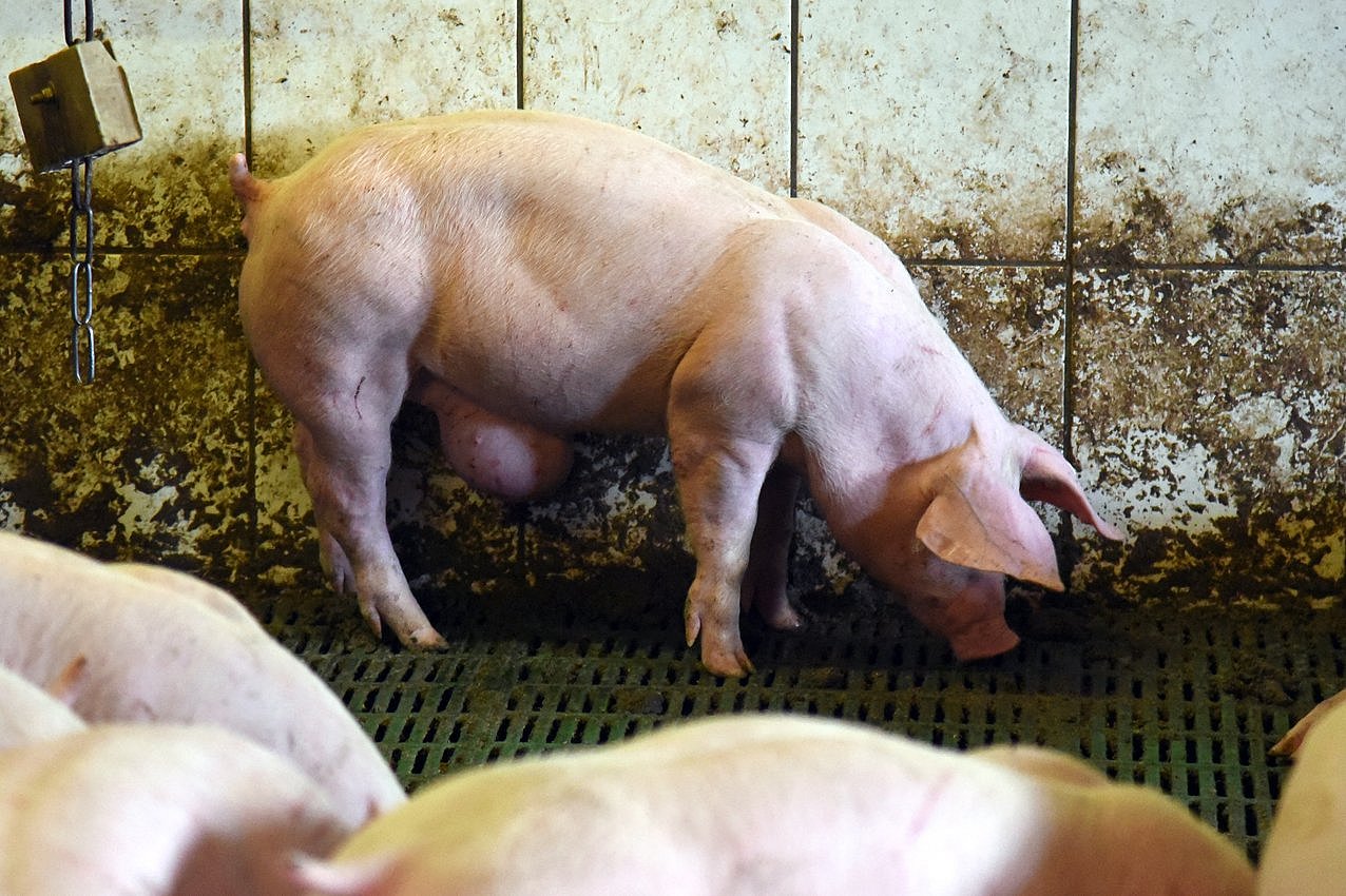 Mastschwein mit großem Nabelbruch. Klick führt zu Großansicht im neuen Fenster.