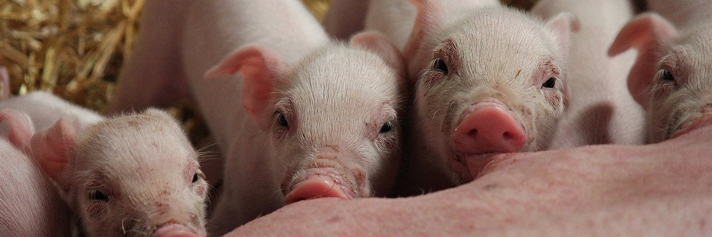 Ferkel trinken am Gesäuge der Muttersau, im Hintergrund Stroh