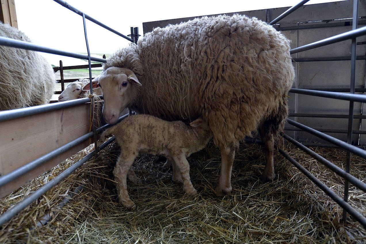 Mutterschaf säugt Lamm auf Stroh im Stall. Bei Klick öffnet sich ein größeres Fenster. 