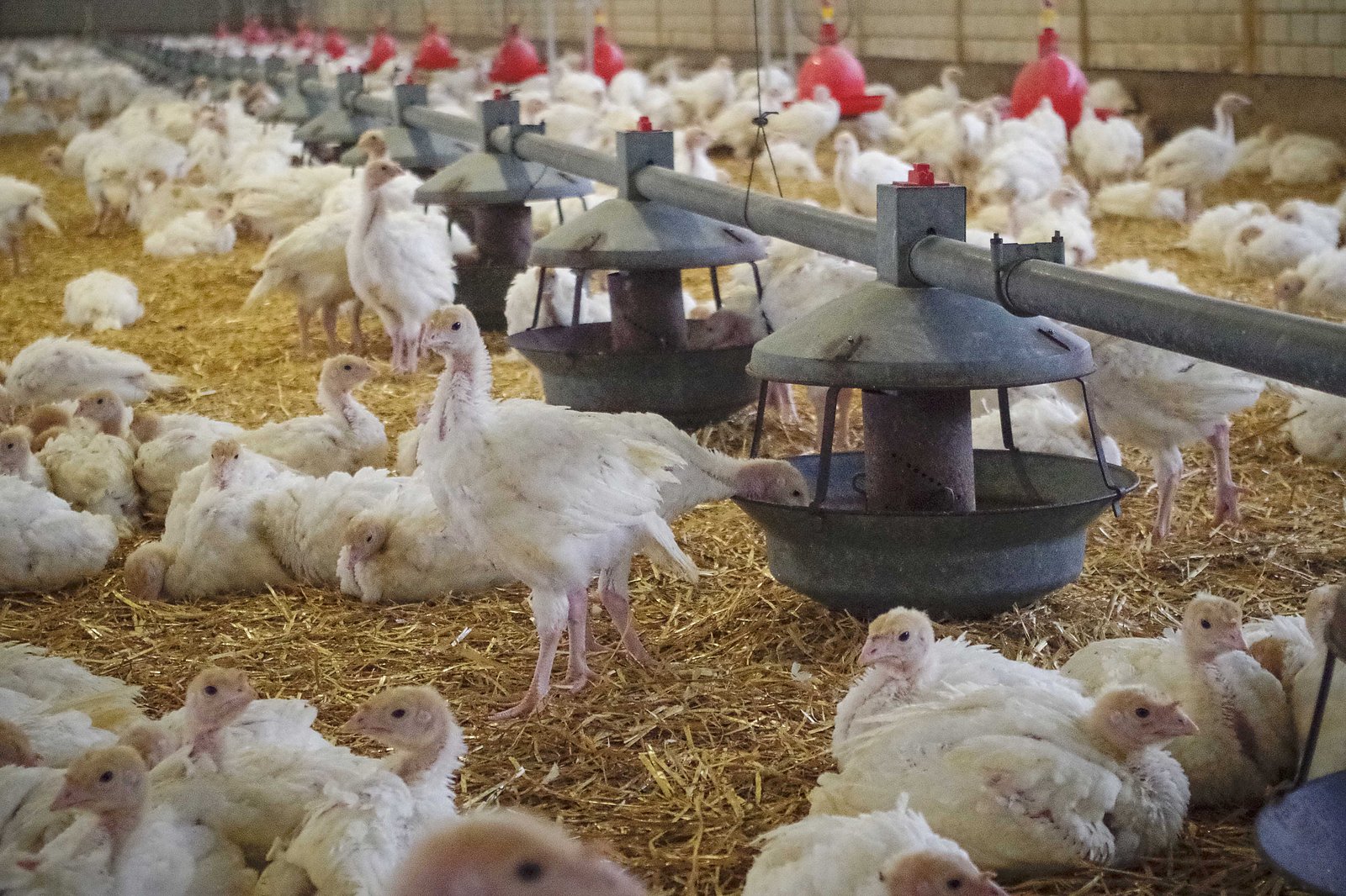 Puten im Stall vor einer Reihe von Futtertrögen.