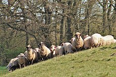 Eine Herde Schafe auf einem Hügel blickt in die Kamera. 
