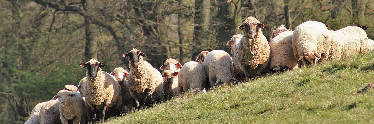 Eine Schafsherde blickt in die Kamera von einem Hügel herab. 