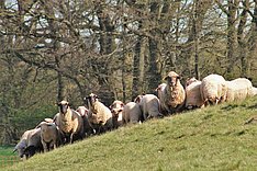 Online-Seminar: Tierschutz in Schafhaltungen 