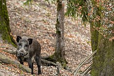 Wildschwein im Wald