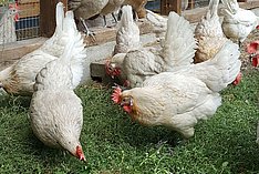 Augsburger Hühner im Gehege