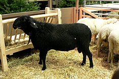 Erhaltungspopulation beim Schaf
