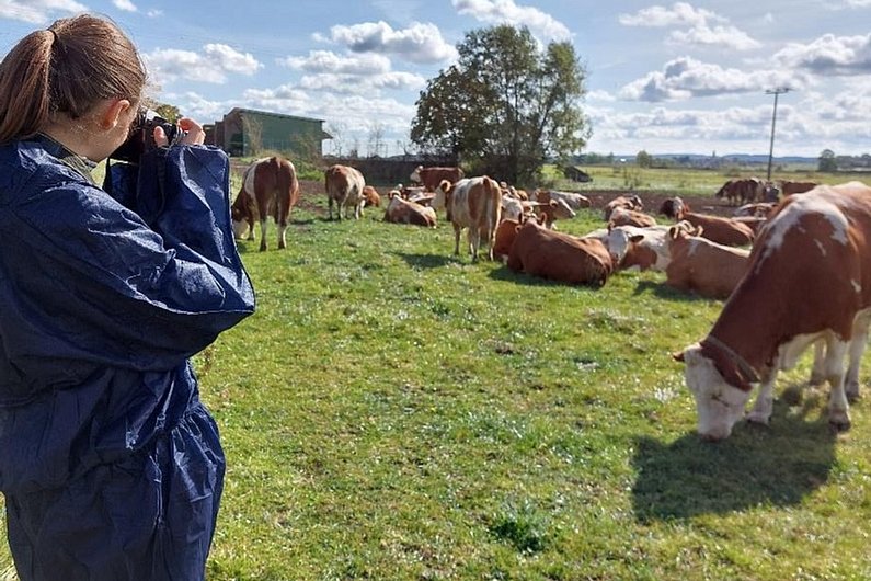 Frau steht mit Kamera auf einer Weide und fotografiert stehende und liegende Kühe im Hintergrund