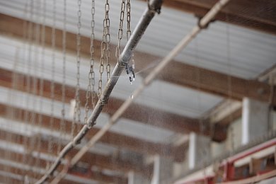 Eine Küphlungsanlage vernebelt Wasser im Schweinestall. Klick führt zu Großansicht in neuem Fenster.