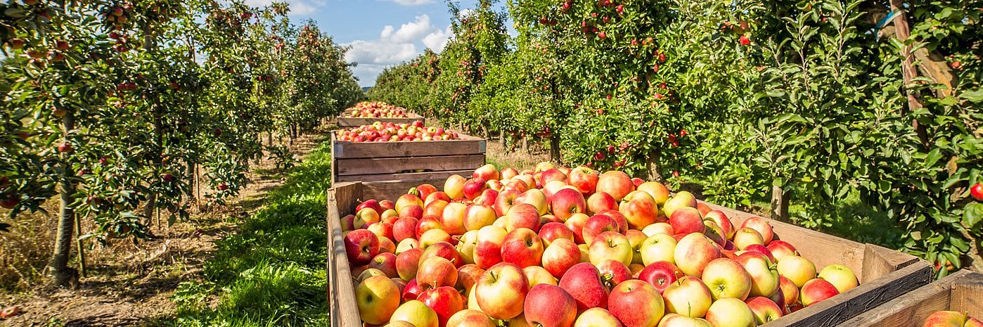 Apfelkisten in einer Obstplantage