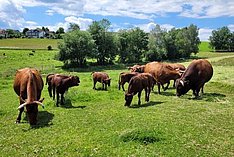 Eine Herde Rotes Höhenvieh auf der Alm.