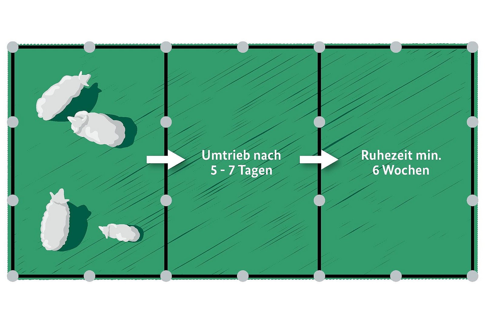 Schematische Darstellung einer Umtriebsweide. Klick führt zu Großansicht im neuen Fenster. 