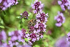 Antibiotika minimieren