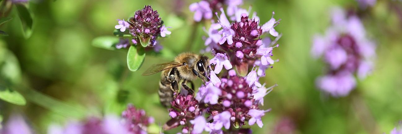 Blühender Thymian
