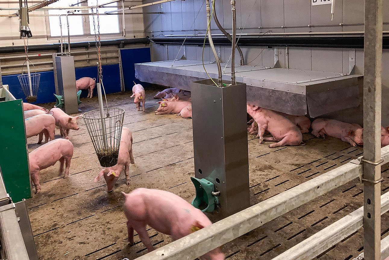 Blick in eine Bucht im Schweinstall. Die Bucht hat eine Abdeckung für Absatzferkel. Klick führt zu Großansicht im neuen Fenster.