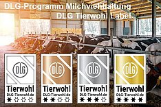 Neues DLG-Tierwohl-Label für die Milchkuhhaltung