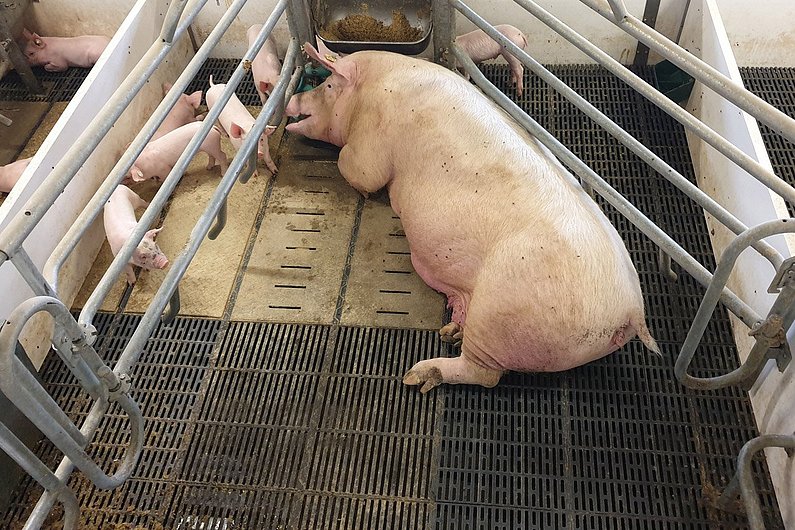 Sau mit mehreren Ferkeln in einer trapezförmigen Bewegungsbucht.  Klick führt zu Großansicht in neuem Fenster.