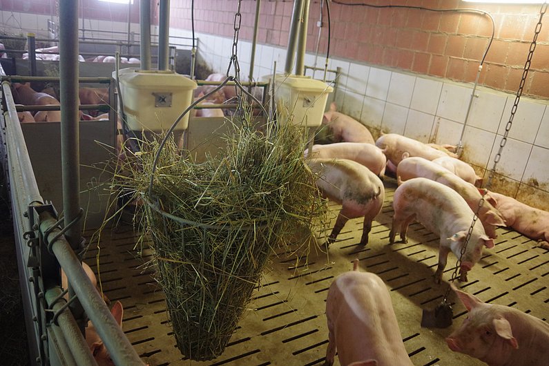 Schweine stehen im Stall um einen von der Decke hängenden Korb mit Heu. Klick führt zu Großansicht in neuem Fenster.