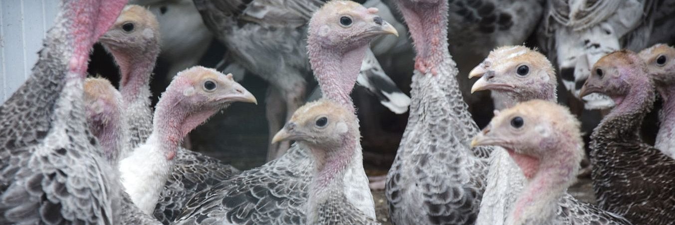 Eine Jungtiergruppe an Robustputen. Klick öffnet Großansicht im  neuen Fenster.