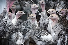 Ammenaufzucht bei Puten