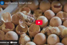MuD Tierschutz: Schlupf im Stall im Video