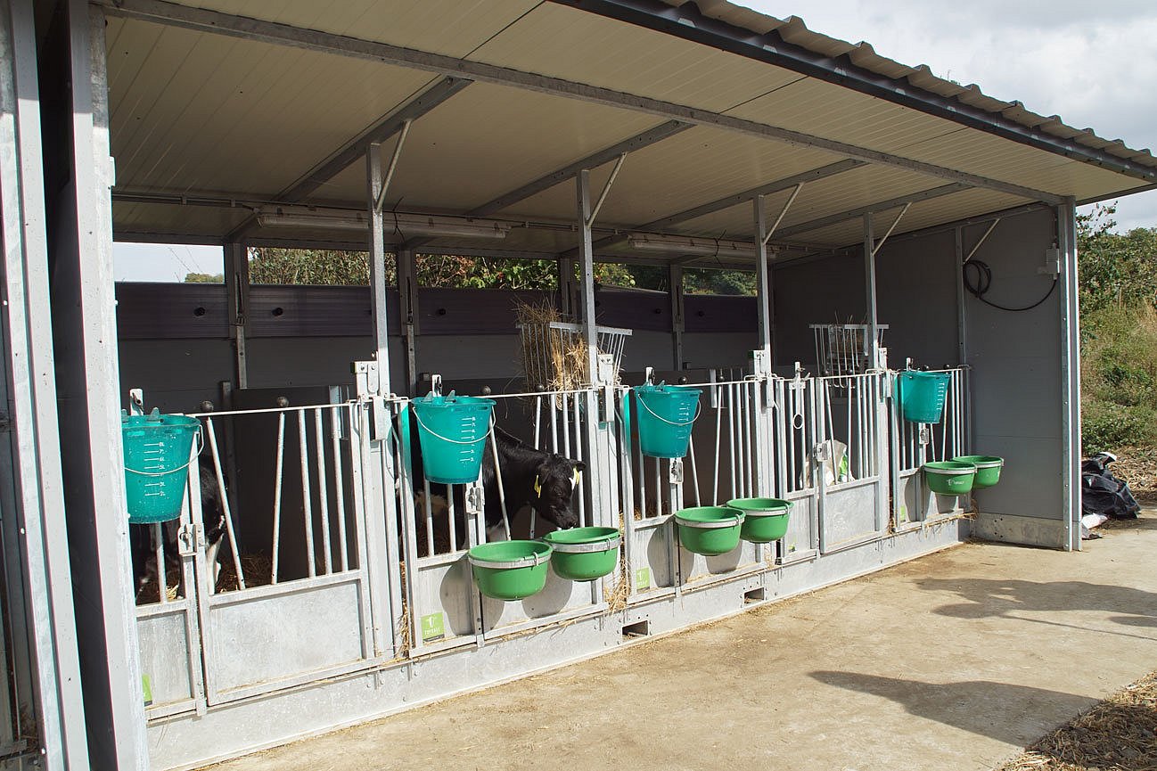 Das Foto zeigt einen überdachten Kälberstall mit Einzelboxen. Am Gitter jeder Box sind jeweils ein Tränkeeimer sowie zwei Eimer für Futter und Wasser befestigt. Die Front des Stalls ist offen. Klick führt zu Großansicht im neuen Fenster. 