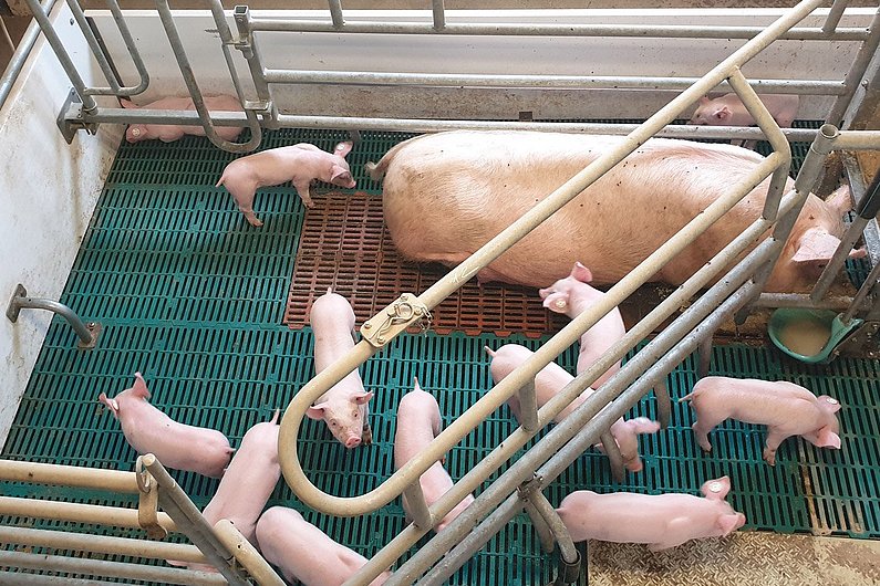 Sau mit mehreren Ferkeln in einer trapezförmigen Bewegungsbucht mit mehr als drei Quadratmetern Platz.  Klick führt zu Großansicht in neuem Fenster.