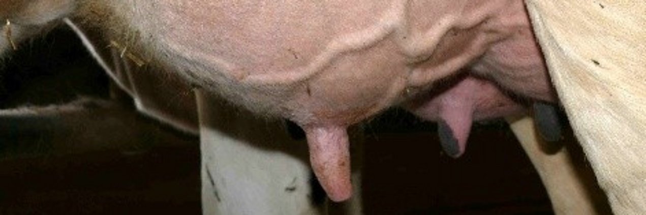 Ein prall-gefülltes Euter einer Kuh in Nahaufnahme.