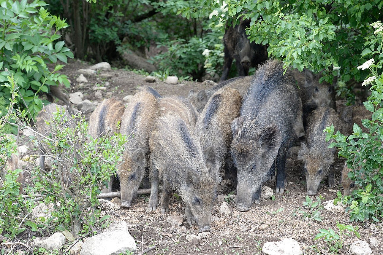 Wildschweine auf Futtersuche. Klick führt zu Großansicht im neuen Fenster.