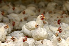 MuD Tierschutz: Antibiotikaminimierung in der Masthühnerhaltung MiniAB#Broiler