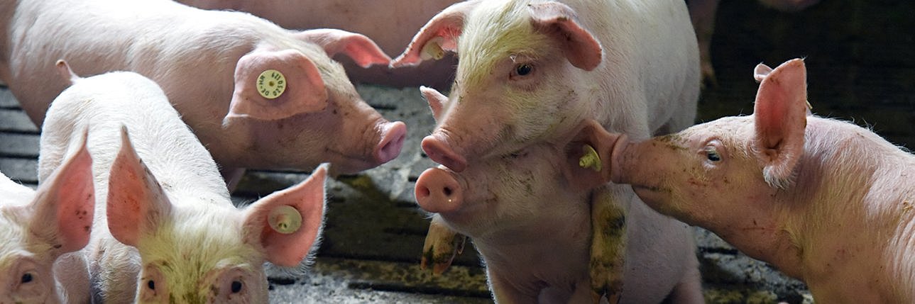 Das Bild zeigt Aufzuchtferkel. Ein Tier reitet auf ein sitzendes Ferkel auf.