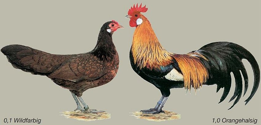 Deutsche Zwerghühner, wildfarbig-basierte Farbenschläge